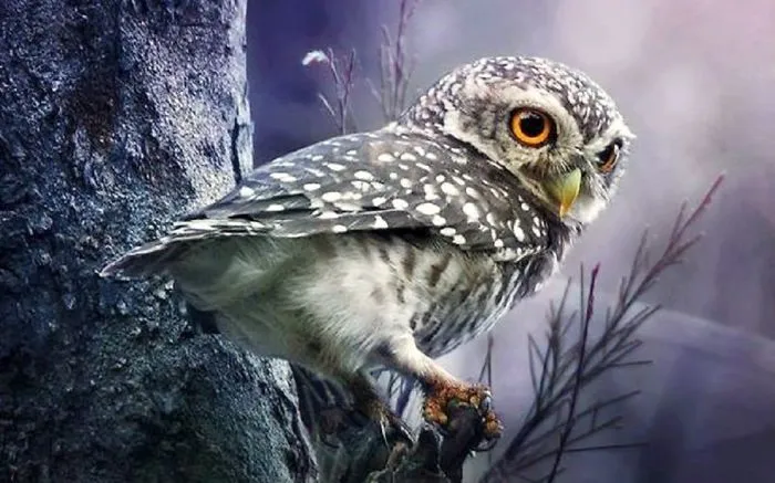 112 Majestic Owls Caught On Camera