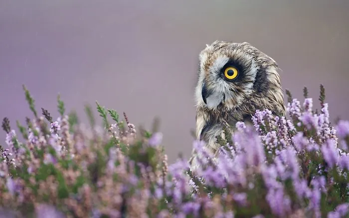 112 Majestic Owls Caught On Camera
