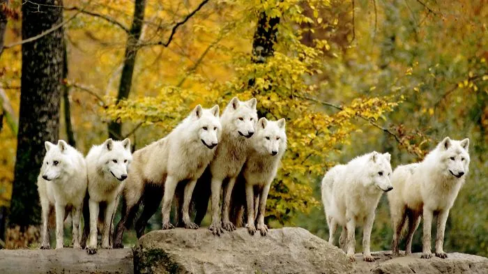 Pack Of Wolves