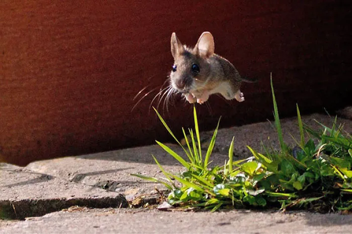 113 Photos Taken At Just The Right Moment
