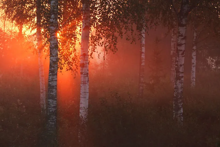 Morning In Estonian Birchwood