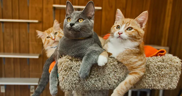 I Photograph Rescue Cats At The Largest No-Kill Cat Sanctuary In California (700+ Cats) To Help Them Get Adopted
