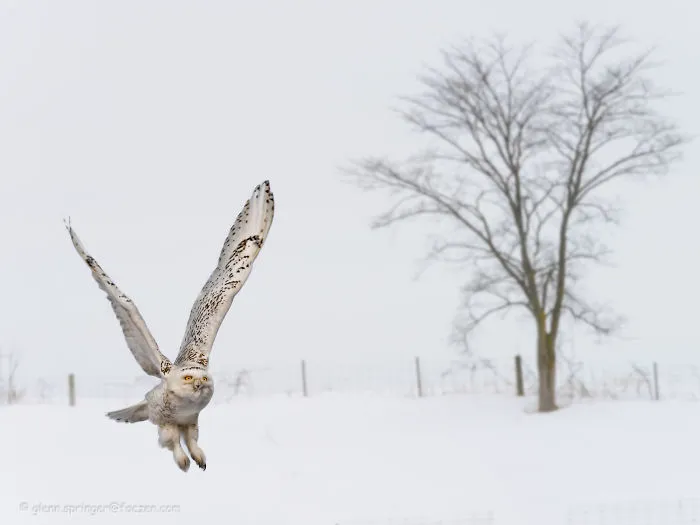 112 Majestic Owls Caught On Camera