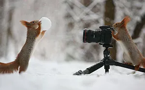 Russian Photographer Captures The Cutest Squirrel Photo Session Ever