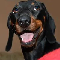 Chapa Long-Dog