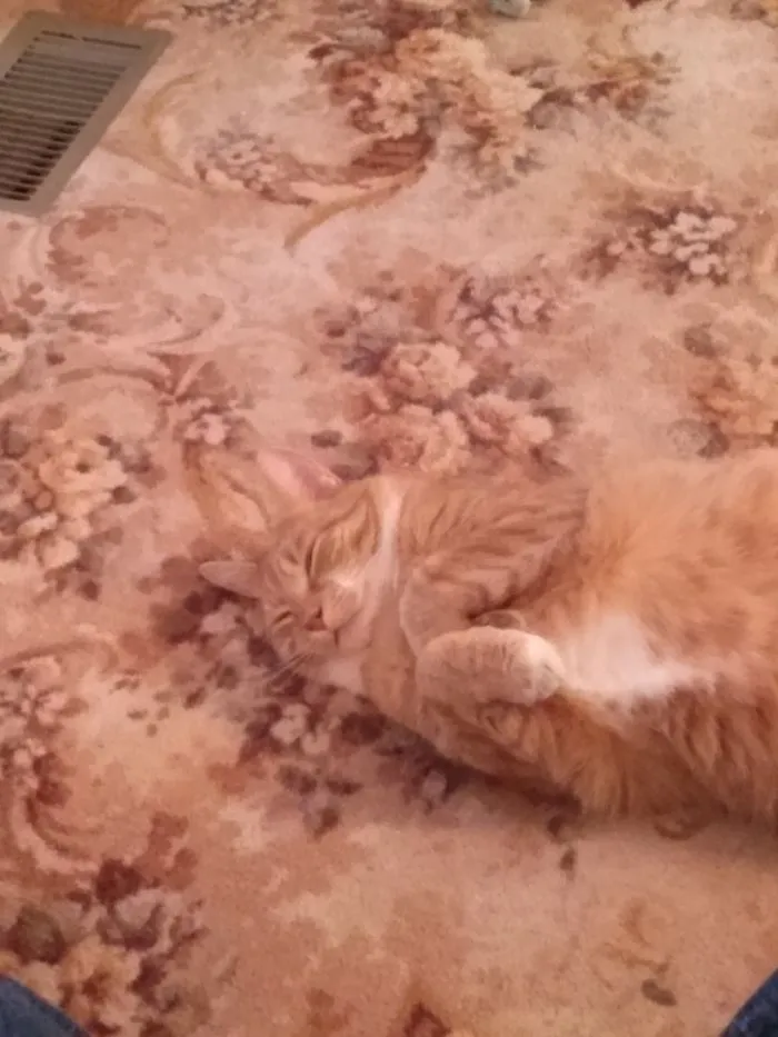109 Camouflaged Cats That Win At Hide And Seek