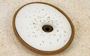 The Spiritree