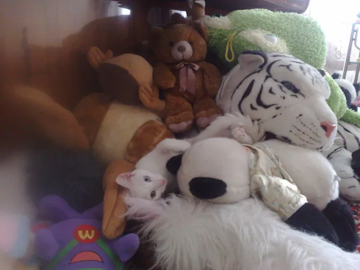 109 Camouflaged Cats That Win At Hide And Seek