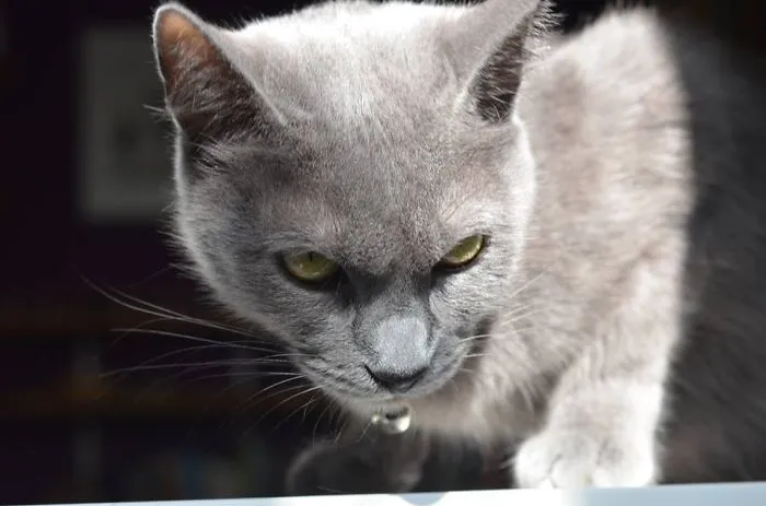 How To Tell If Your Cat's Secretly Planning To Kill You