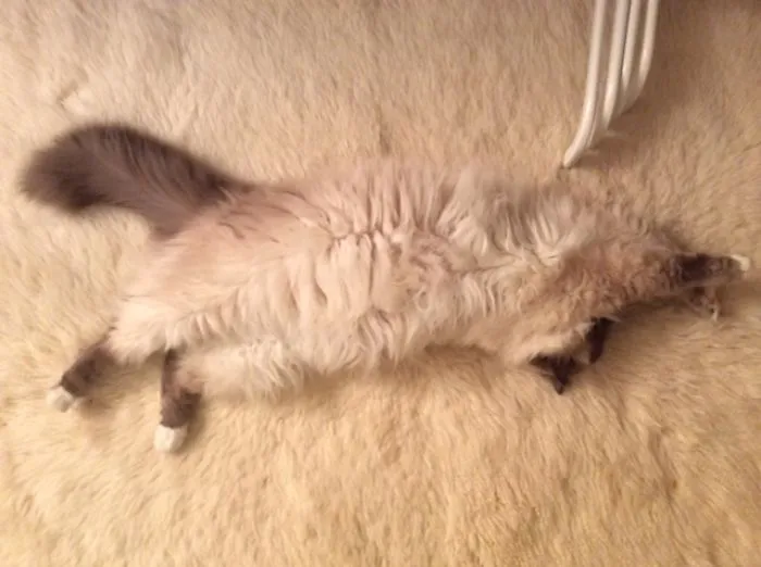 109 Camouflaged Cats That Win At Hide And Seek