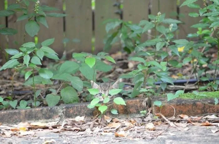 109 Camouflaged Cats That Win At Hide And Seek