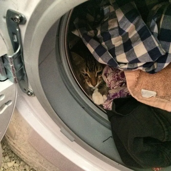 109 Camouflaged Cats That Win At Hide And Seek