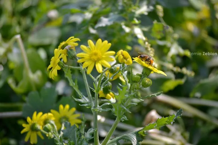 Spring Bees
