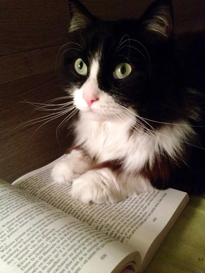 No, You're Not Going To Read Tonight!