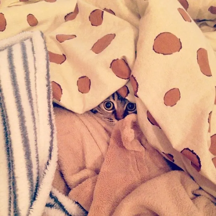 109 Camouflaged Cats That Win At Hide And Seek