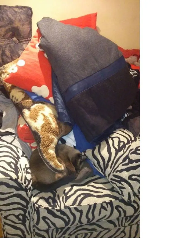 109 Camouflaged Cats That Win At Hide And Seek