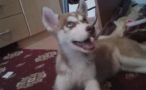 Nova Growing Up
