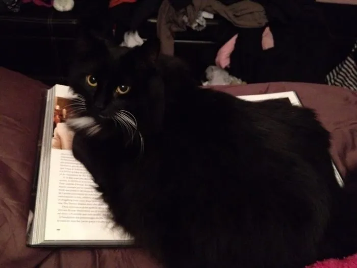 Nop. Pet Me.