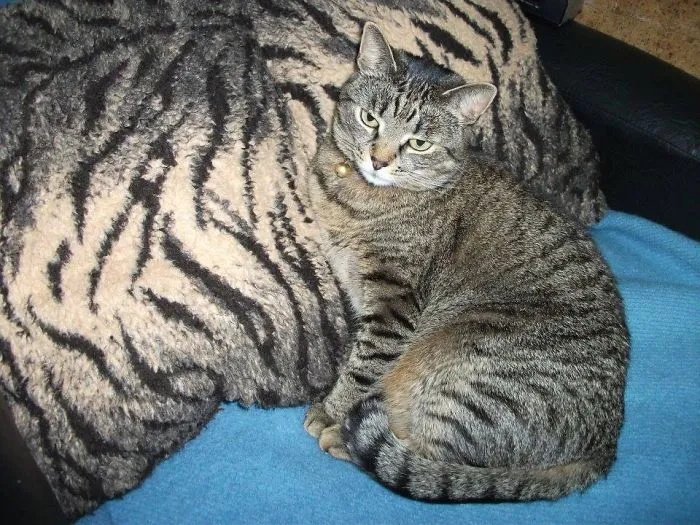 109 Camouflaged Cats That Win At Hide And Seek