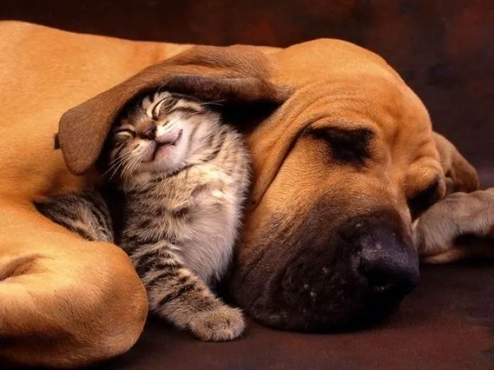 Cute Pictures Of Cats And Dogs Together