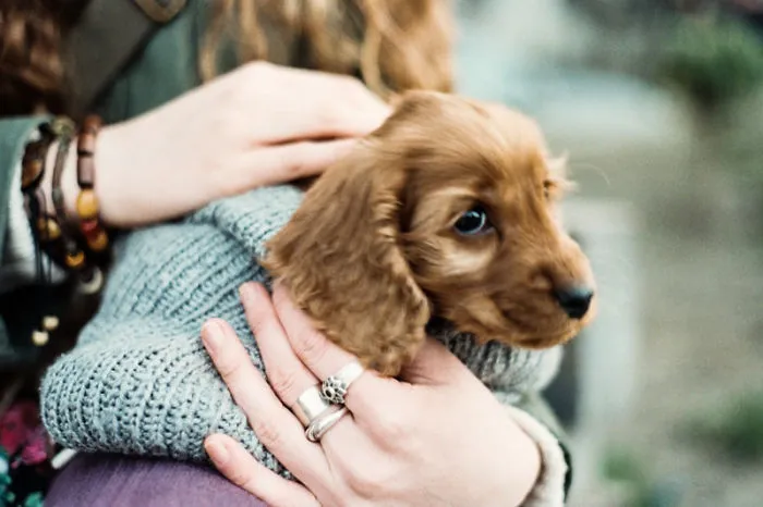 Puppies From Tbilisi Streets