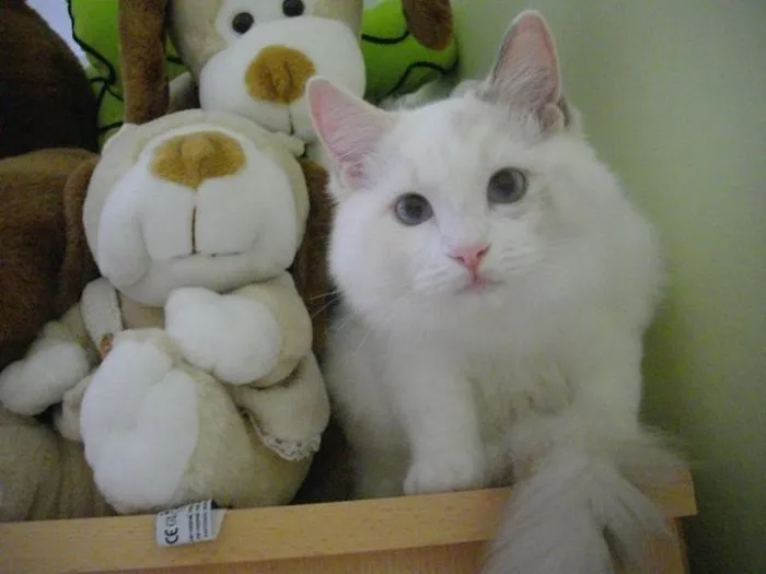109 Camouflaged Cats That Win At Hide And Seek