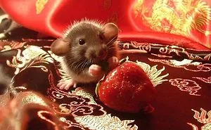 Cute Animals Eating Strawberry