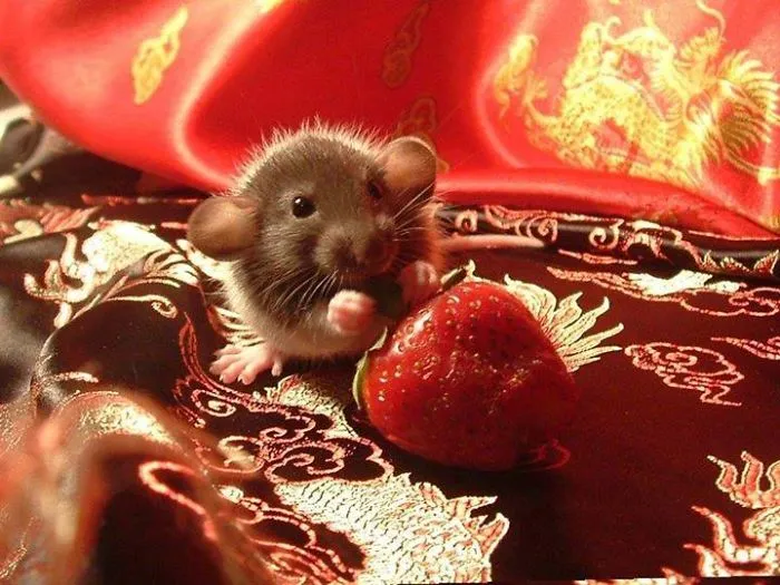 Cute Animals Eating Strawberry