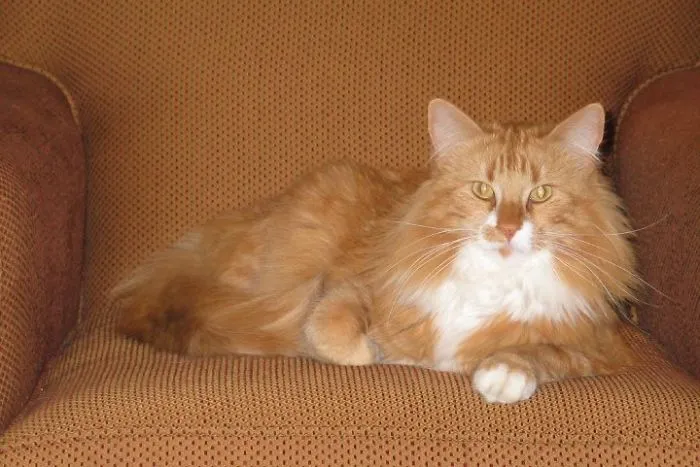 109 Camouflaged Cats That Win At Hide And Seek