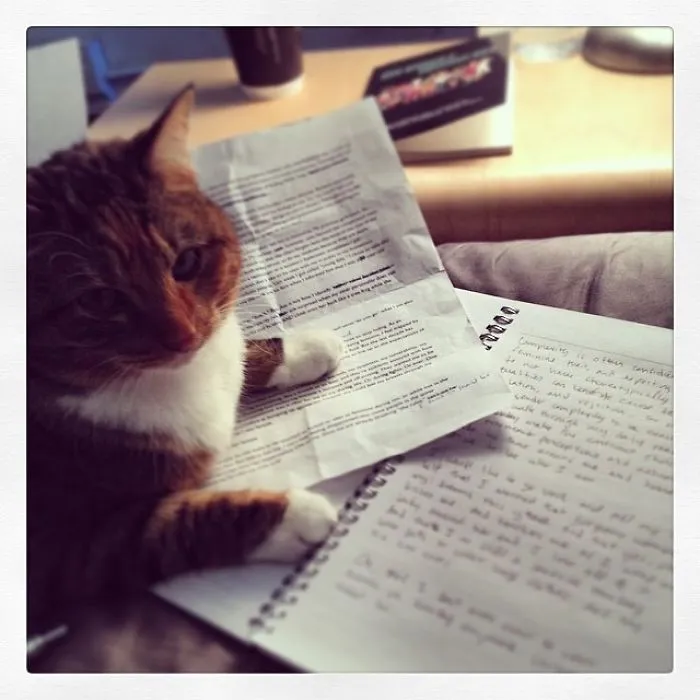 You Need A Study Buddy. This Is Not A Request.