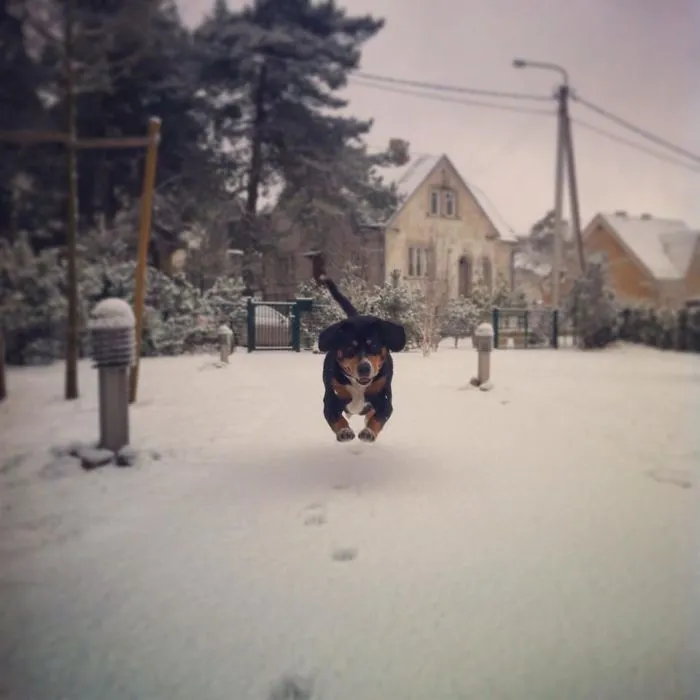 Joy Of Winter