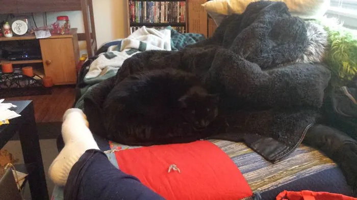 109 Camouflaged Cats That Win At Hide And Seek