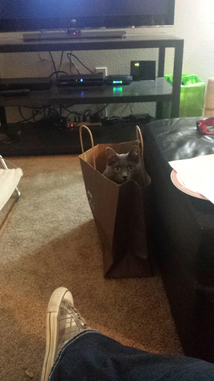 109 Camouflaged Cats That Win At Hide And Seek