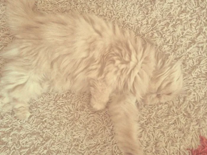 109 Camouflaged Cats That Win At Hide And Seek