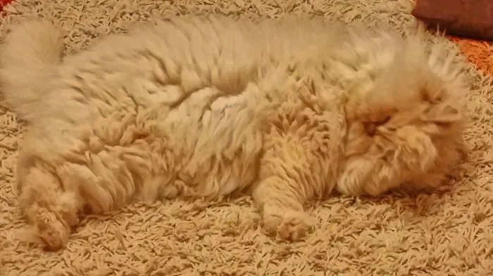109 Camouflaged Cats That Win At Hide And Seek