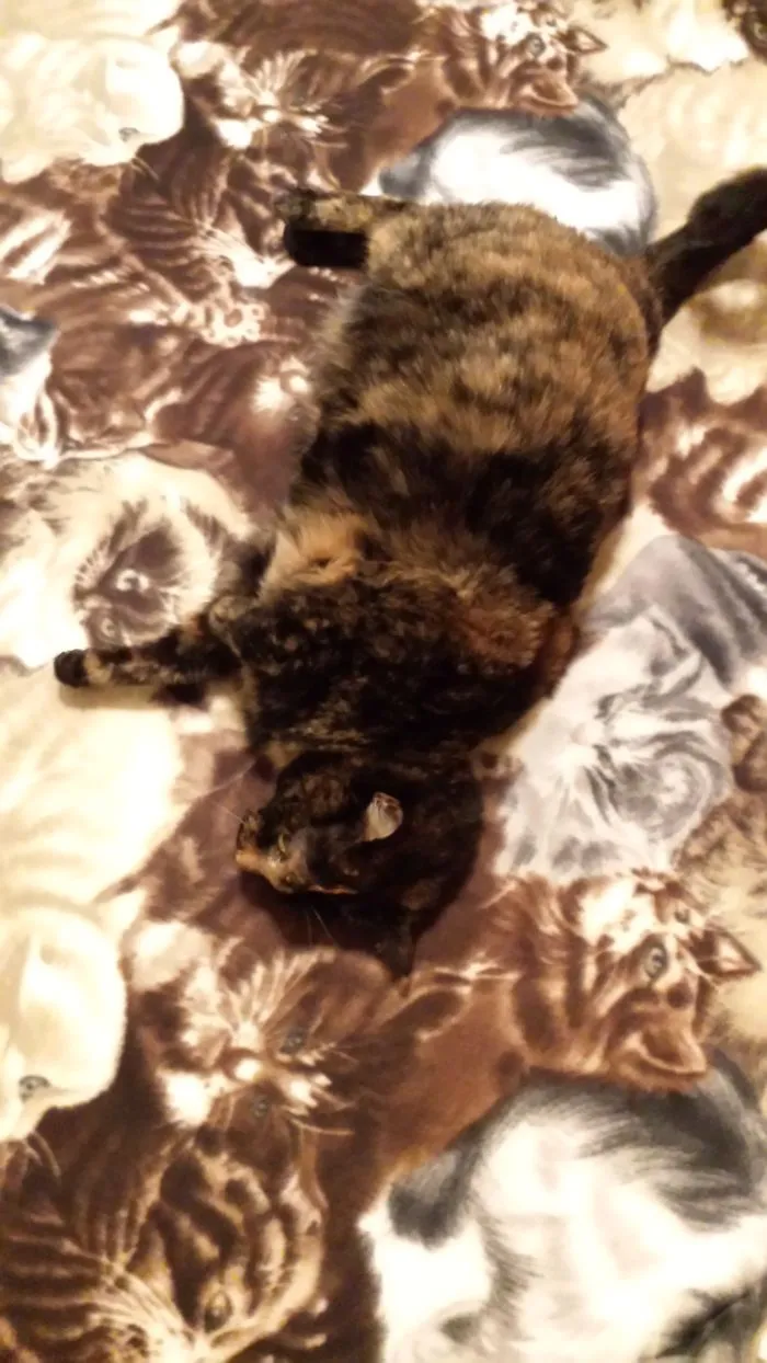 109 Camouflaged Cats That Win At Hide And Seek