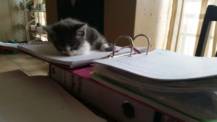 Cat Nap