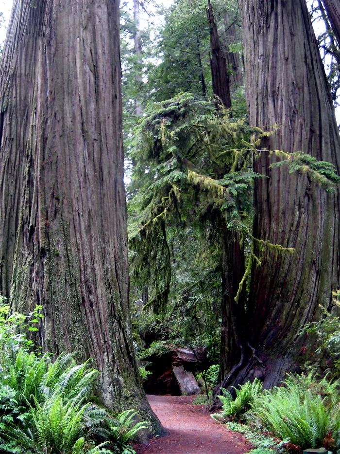 The Path Between Two Giants