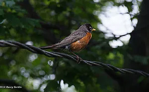 The American Robin Story