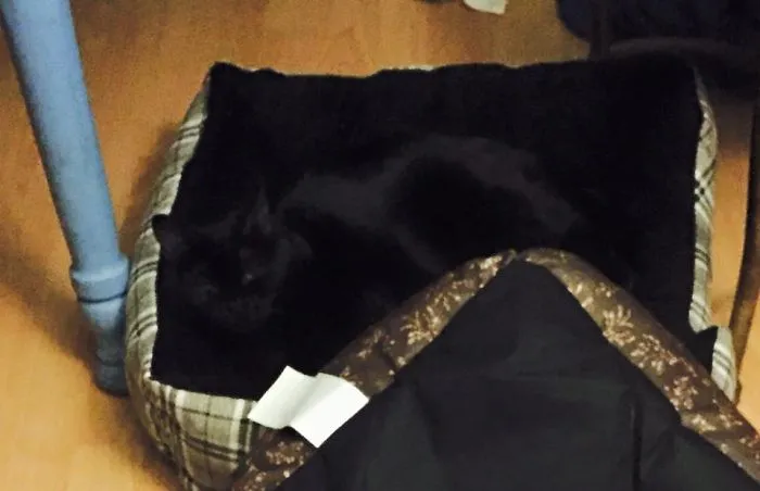 109 Camouflaged Cats That Win At Hide And Seek