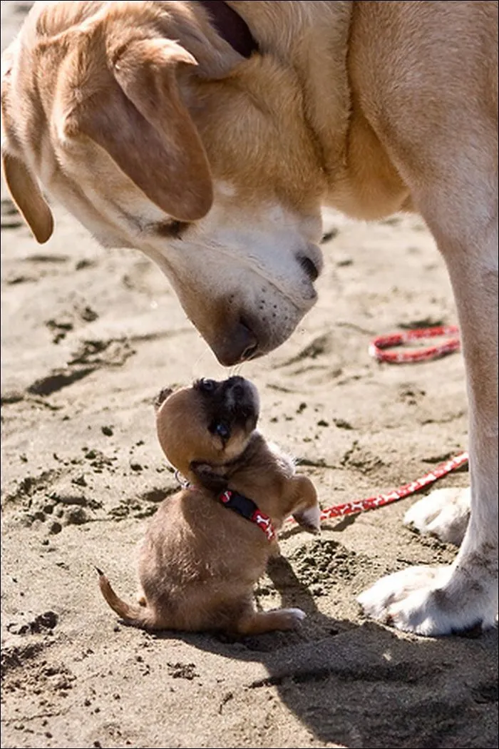 The Big And The Small Dog