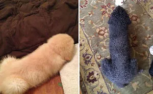 83 Things You Can't Unsee
