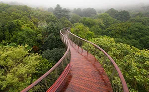 This Canopy Walkway Lets You Walk Above The Trees In Cape Town