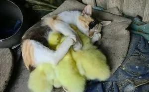78 Unlikely Sleeping Buddies That Will Melt Your Heart
