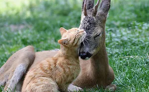 78 Unlikely Sleeping Buddies That Will Melt Your Heart