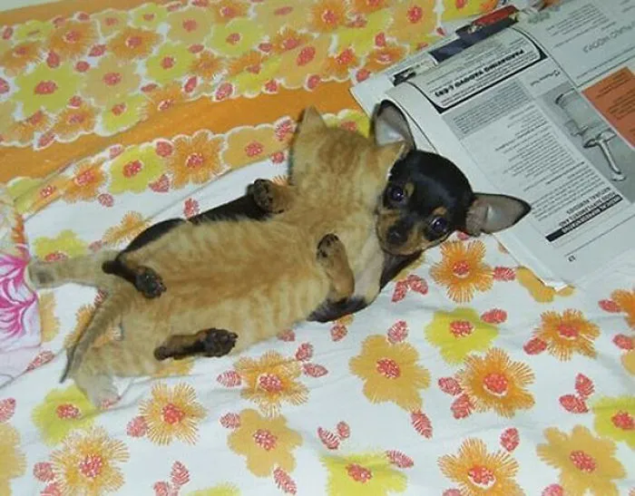 Dog And Cat