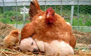 78 Unlikely Sleeping Buddies That Will Melt Your Heart