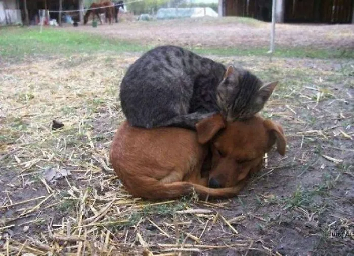 Cat And Dog