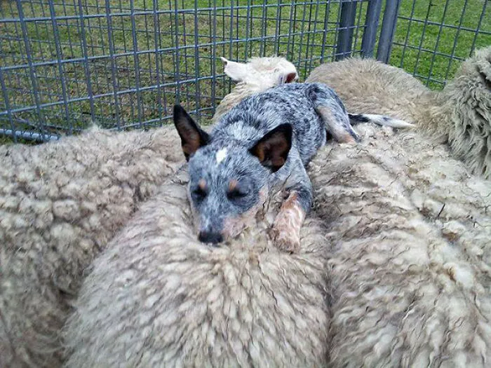 Dog And Sheep