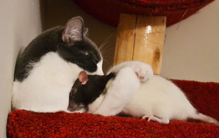 Cat And Pet Rat